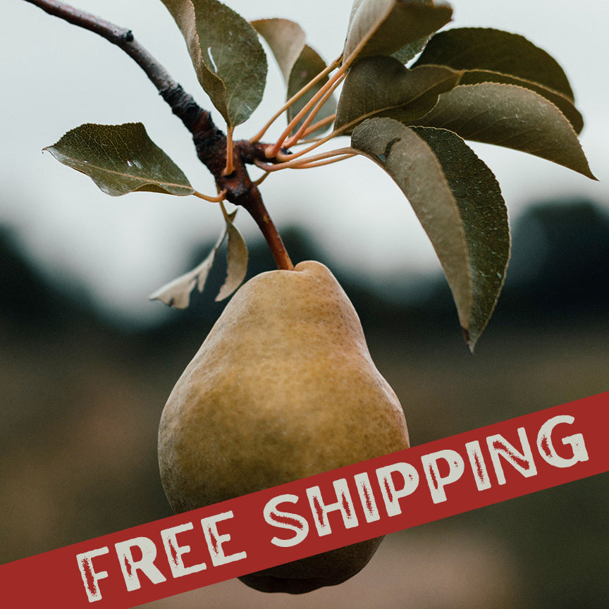 Buy Bosc Pears For Delivery Near You