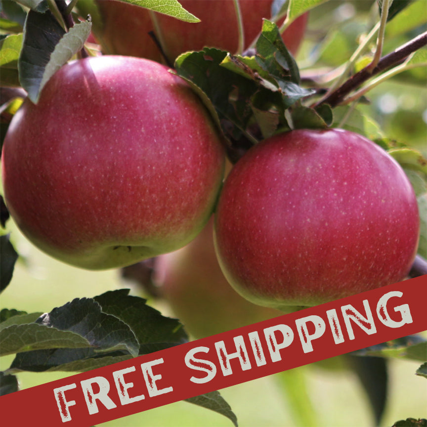 Buy McIntosh Apples For Delivery Near You